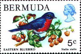 Bermuda Bluebird
