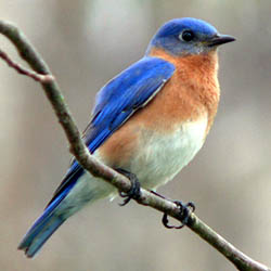 Eastern Bluebird by Ken Thomas